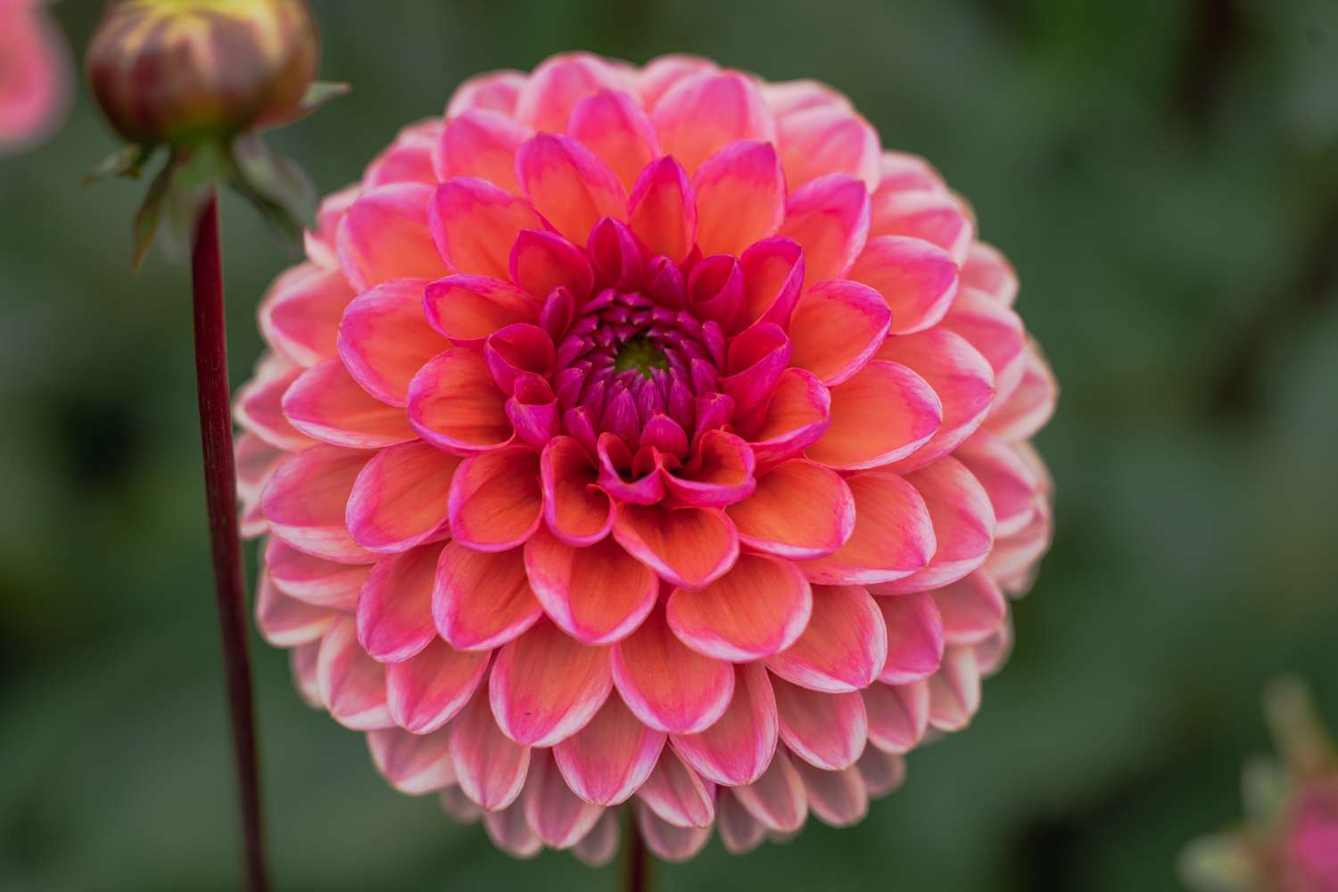 Dahlia 'Daisy Duke'